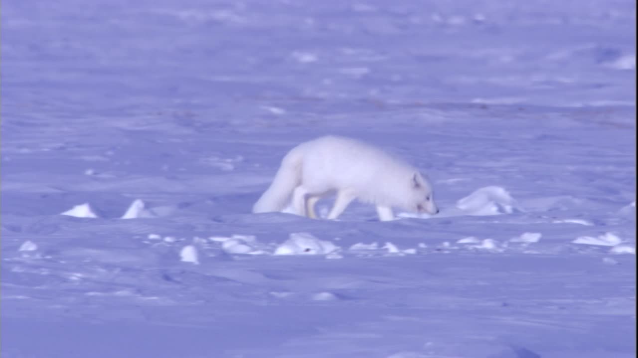 一只北极狐以雪为食。高清。视频下载