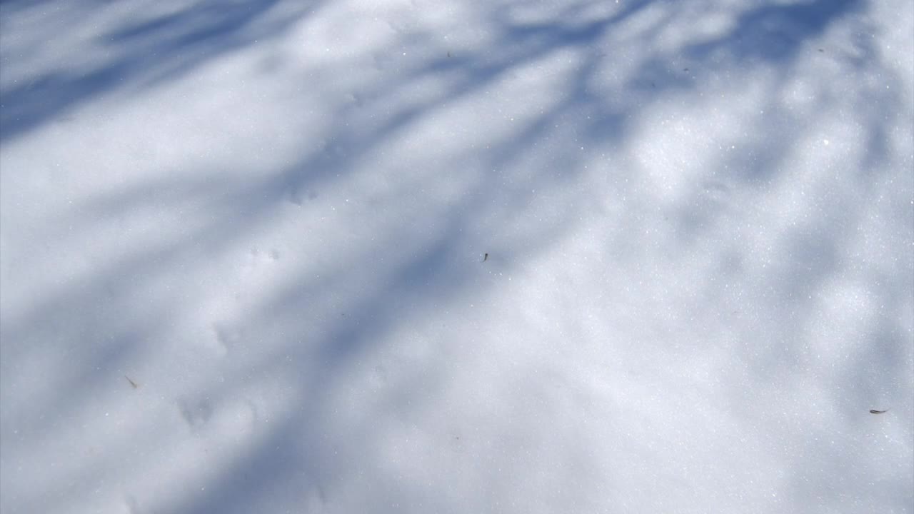 树影掠过雪地里动物的足迹。视频素材