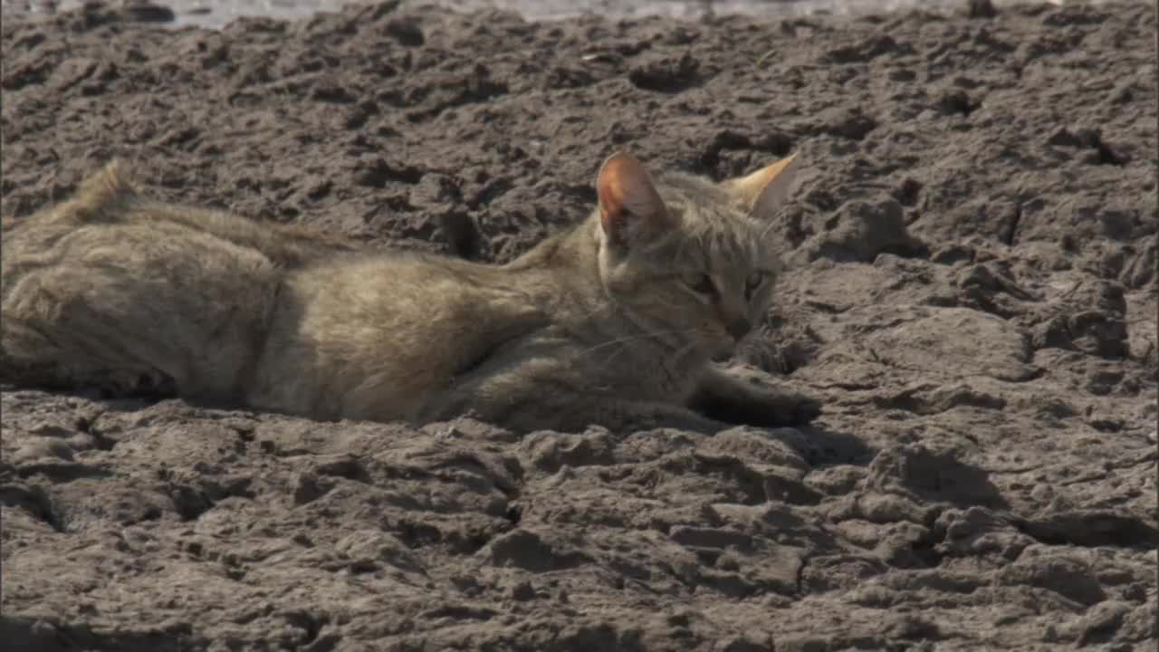 一只非洲野猫在泥里休息。高清。视频下载