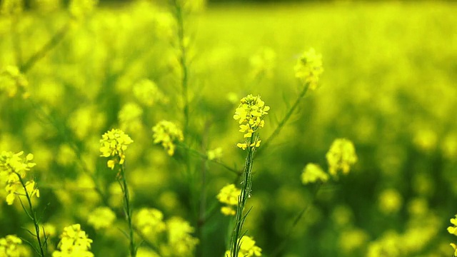 油菜花儿视频素材