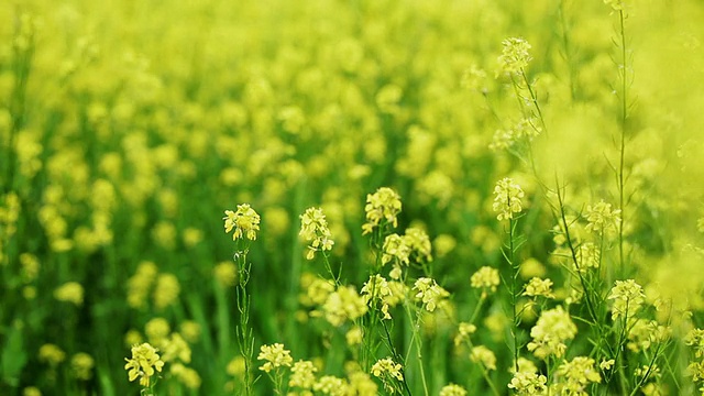 油菜的花视频素材