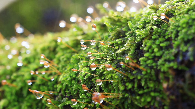 雨中的苔藓视频下载