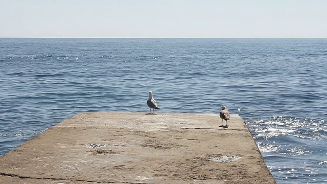 海鸥。视频素材