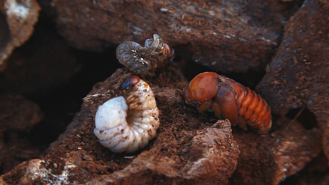 甲虫(chalcosomacaucasus)视频素材