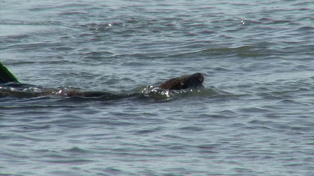 海獭在水中捕猎和吃鱼视频素材