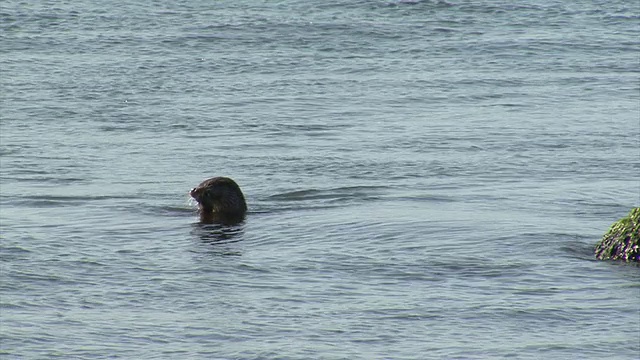 海獭在水中捕猎和吃鱼视频素材