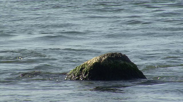 海獭在水中捕猎和吃鱼视频素材