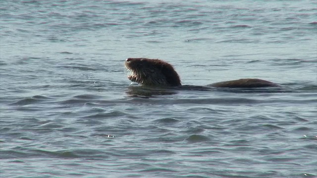 海獭在水中捕猎和吃鱼视频素材