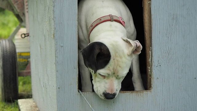 狗屋里的美国比特犬视频素材