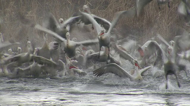 一群鹈鹕在湖里钓鱼视频素材