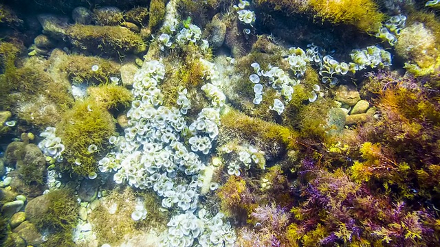 海底视频素材