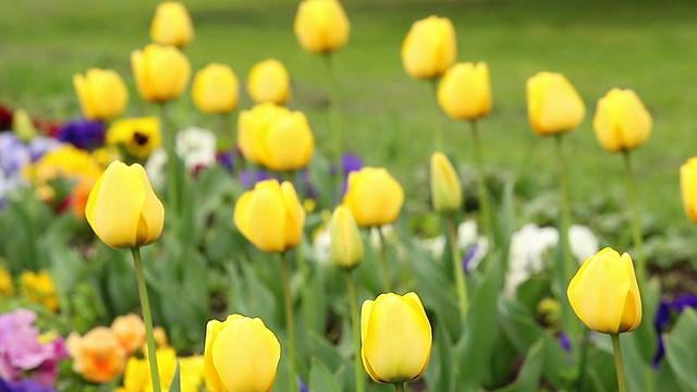 黄色郁金香花自然背景视频素材