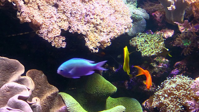 水族馆里的奇异鱼类视频素材