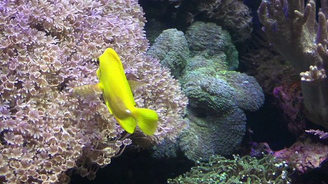 水族馆的珍奇鱼类视频素材