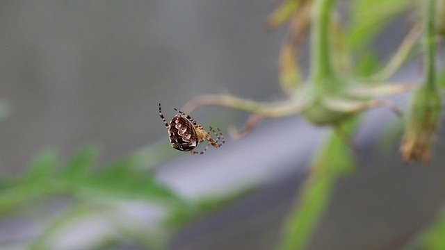 蜘蛛网上视频素材