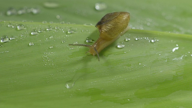 蜗牛特写视频下载