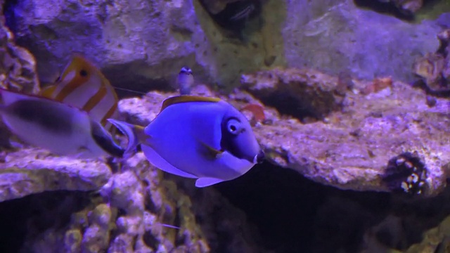 水族馆的珍奇鱼类视频素材