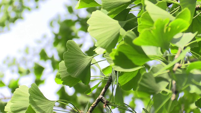 树林里的银杏叶在阳光下视频素材