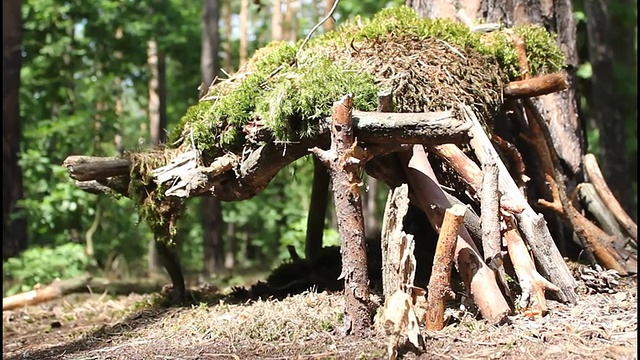 长满青苔的森林小屋视频素材