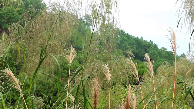 草地和太阳视频素材