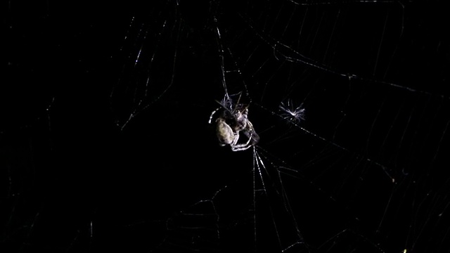 蜘蛛在黑暗中被照亮，正在追捕他的受害者视频素材
