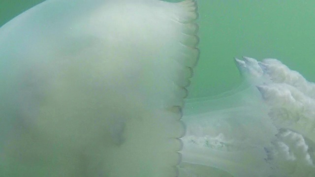 水母在海水中慢慢漂浮视频下载