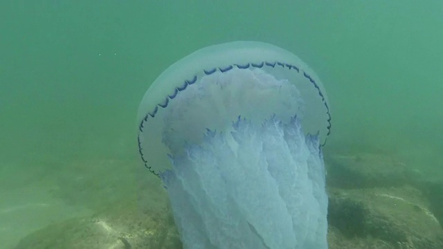 水母在海水中慢慢漂浮视频素材