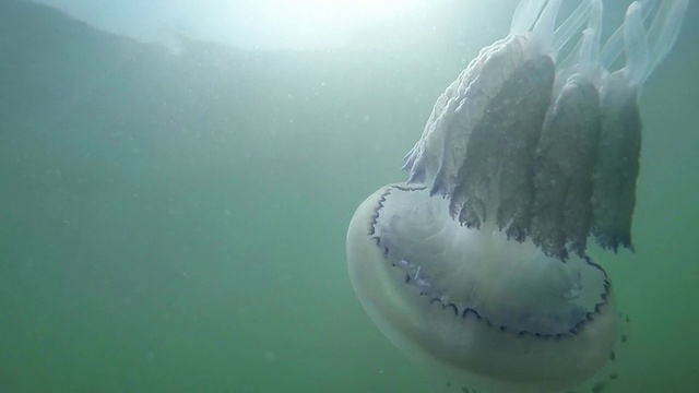 水母在海水中慢慢漂浮视频下载