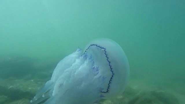 水母在海水中慢慢漂浮视频素材