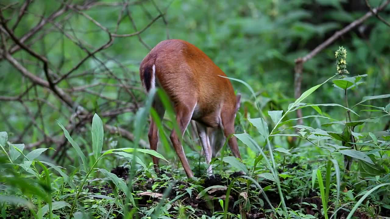 麂鹿吃草视频下载