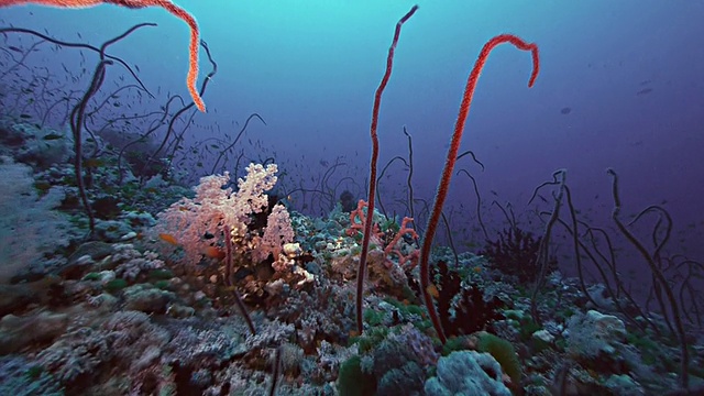 红海原始珊瑚礁的水下照片视频素材