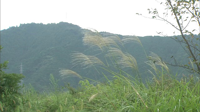 潘帕斯草迎风飘扬视频素材