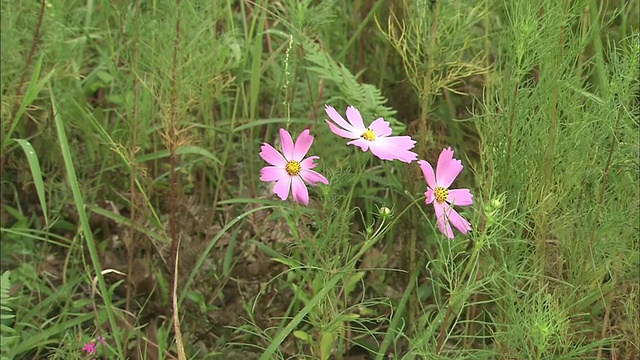 风中摇曳的宇宙花视频素材