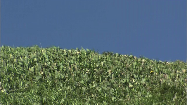 北海道田园诗般的风景视频素材