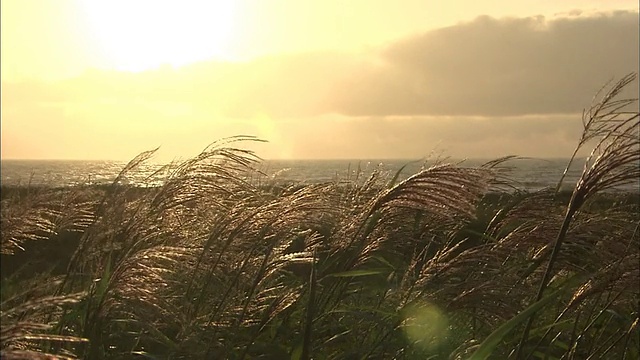 北海道田园诗般的风景视频素材