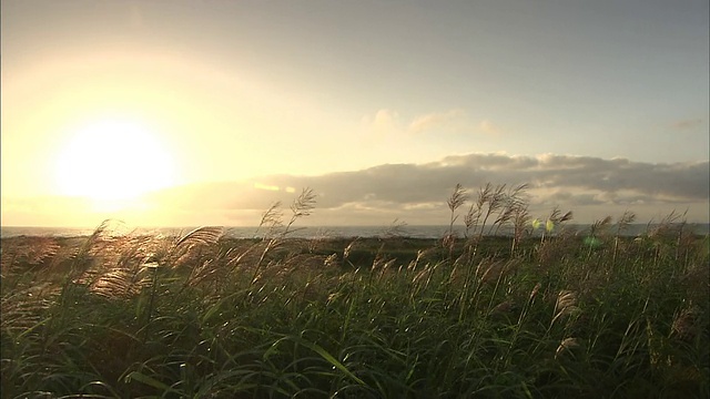 北海道田园诗般的风景视频素材