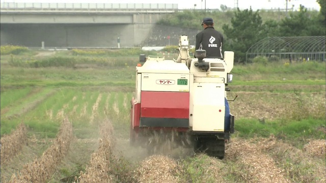 大豆收获视频素材