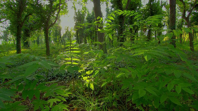 森林日落延时，机动滑块DSLR HDR视频素材