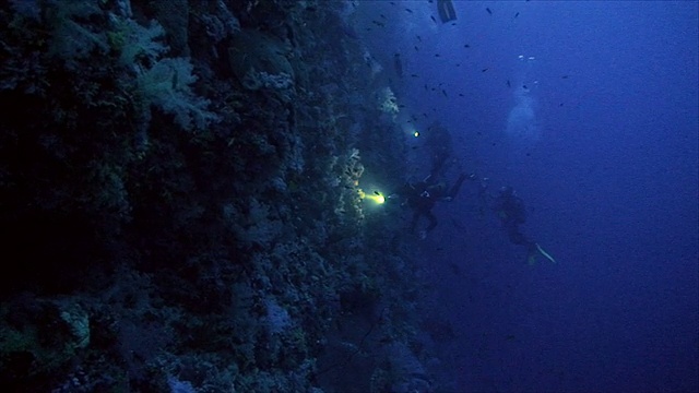 暗礁潜水，夜间潜水视频素材