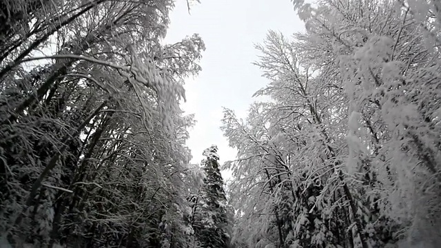 路边的大树被雪覆盖着视频素材