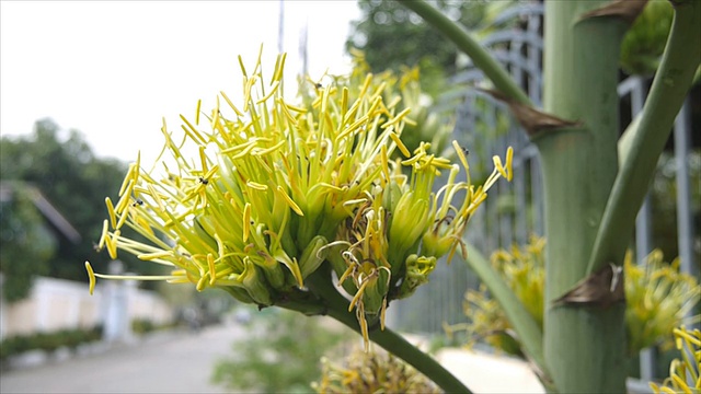 蜂群龙舌兰花粉视频素材