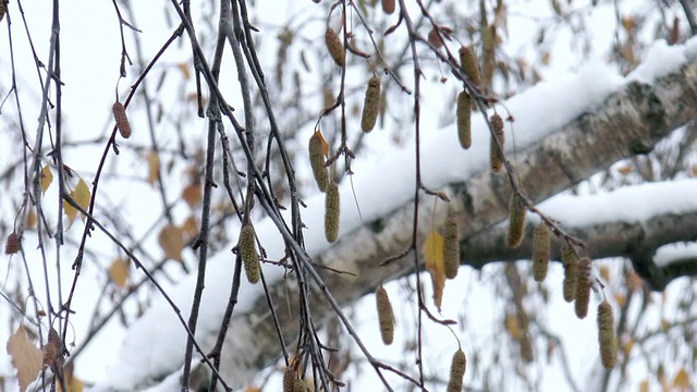 雪中的树视频素材