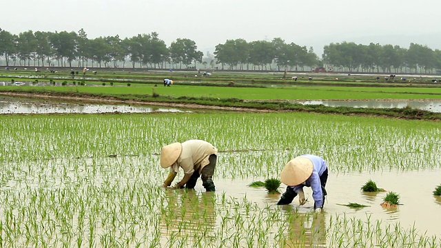 越南的农民在田里种植水稻视频素材