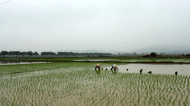 越南的农民在田里种植水稻视频素材