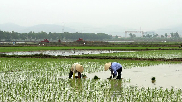 越南的农民在田里种植水稻视频素材