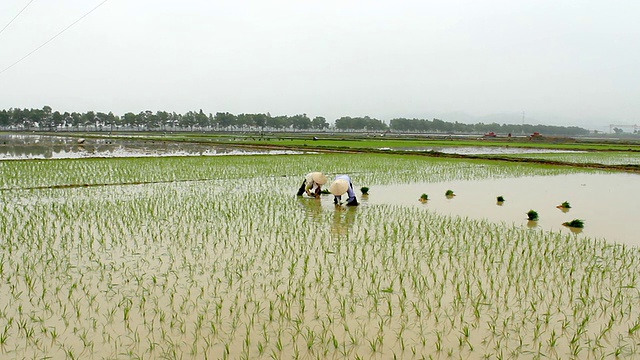 越南的农民在田里种植水稻视频素材