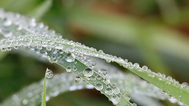 露水落在草地上视频素材