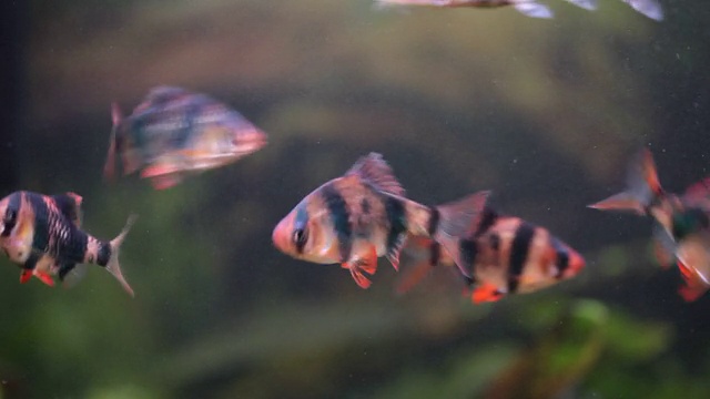 小马绍尔鱼群在家中水族箱中快速游动，水下景象视频素材