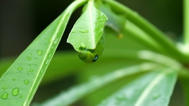 绿毛虫喜欢吃绿叶。绿色的幼虫吃树叶。绿色的虫子视频素材