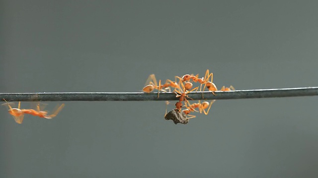 红织蚁独自搬运食物。视频素材